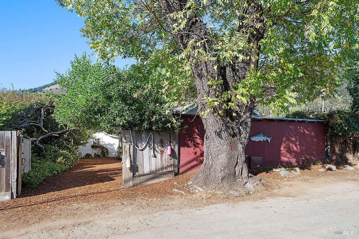 The Red Shed and the majestic Black Walnut tree at the back of the garden